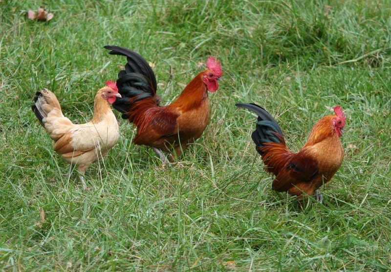禽流感的治疗禽流感有什么表现
